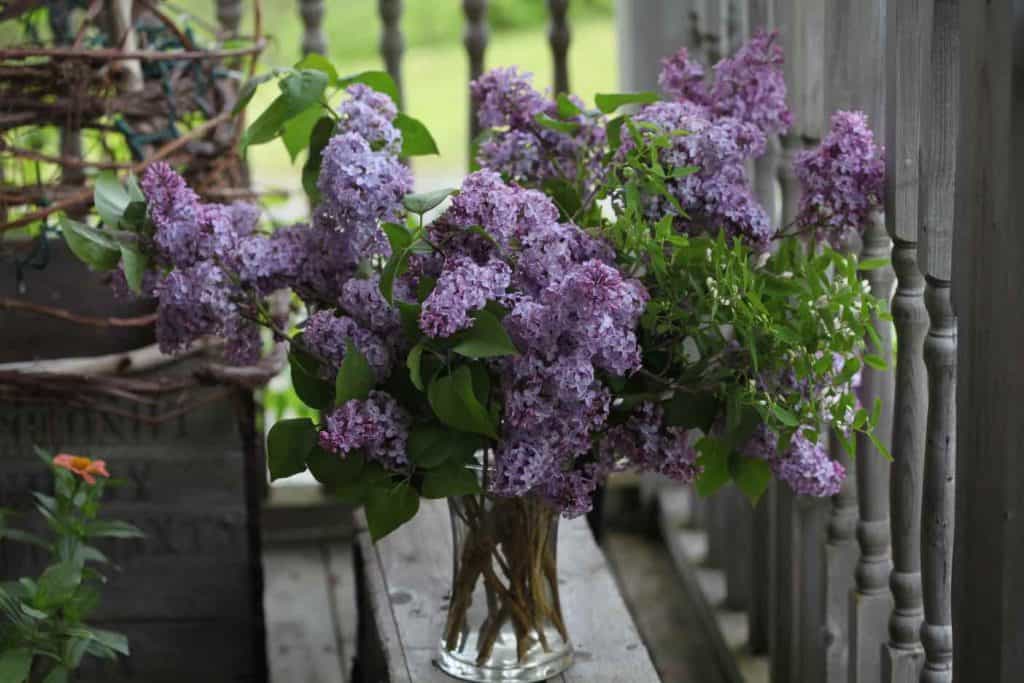 purple lilacs in a vase, demonstrating how to keep lilacs from wilting