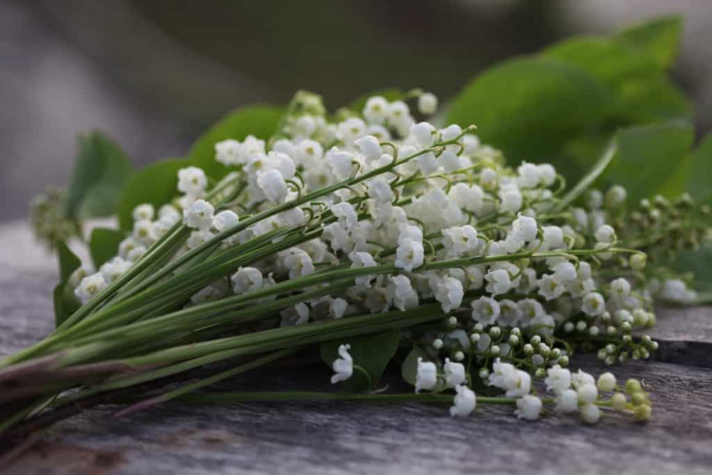 A posey of Lily of the valley on a grey wooden table