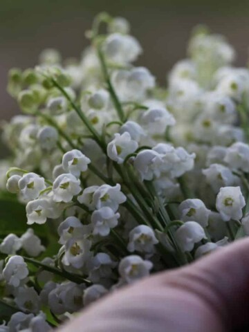 a bouquet of lily of the valley