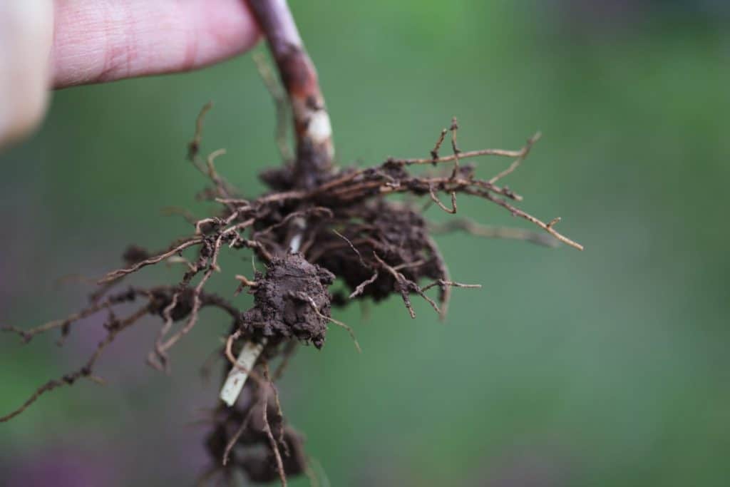 brown stem and roots against a blurred green background