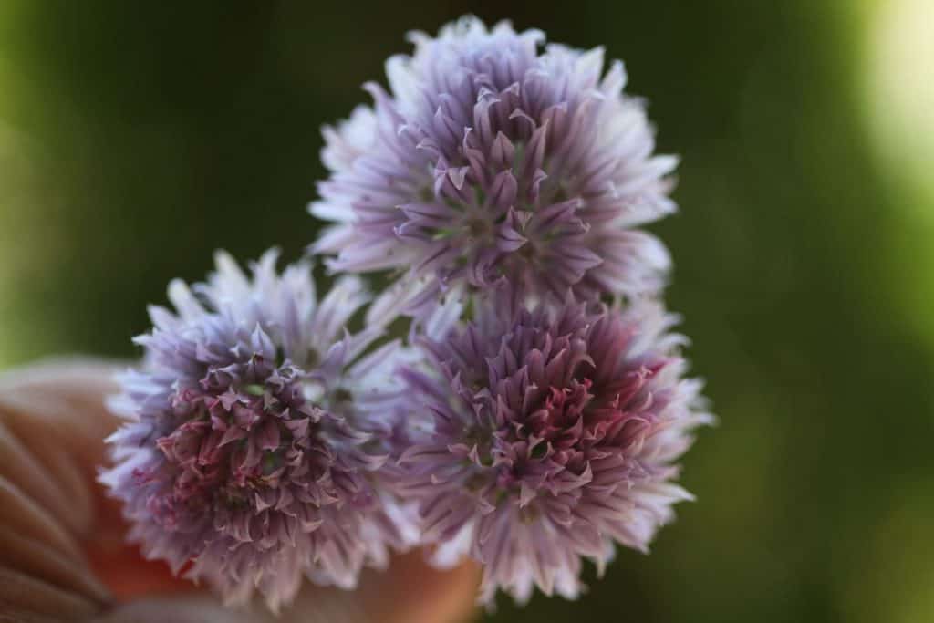 three chive blooms against a green blurred background