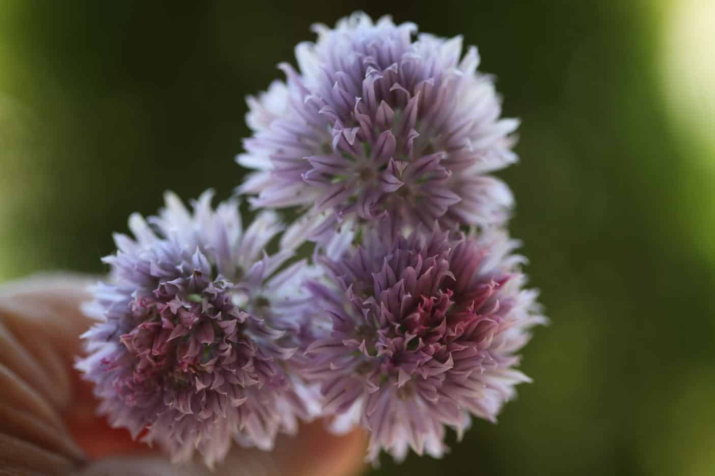 PERENNIAL BACHELOR BUTTONS IN THE GARDEN