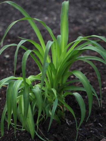 newly planted and divided daylily