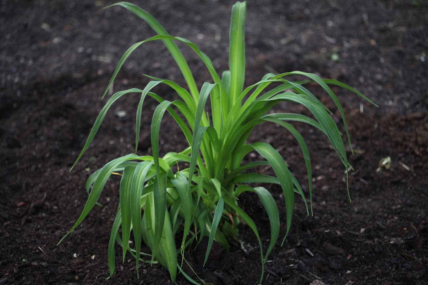 newly planted and divided daylily