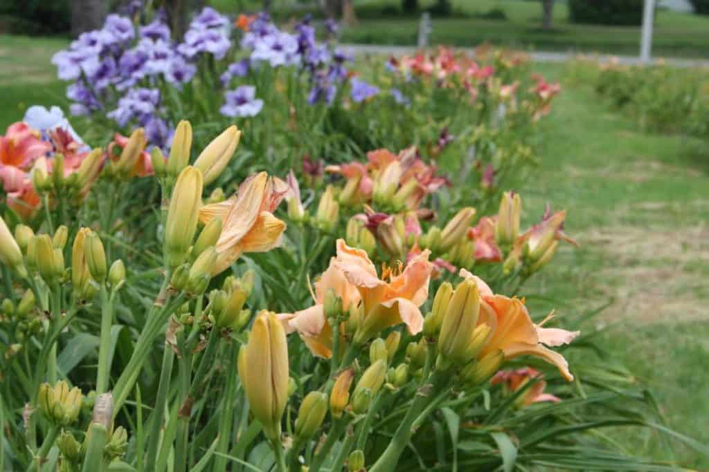 a large group of overgrown daylilies