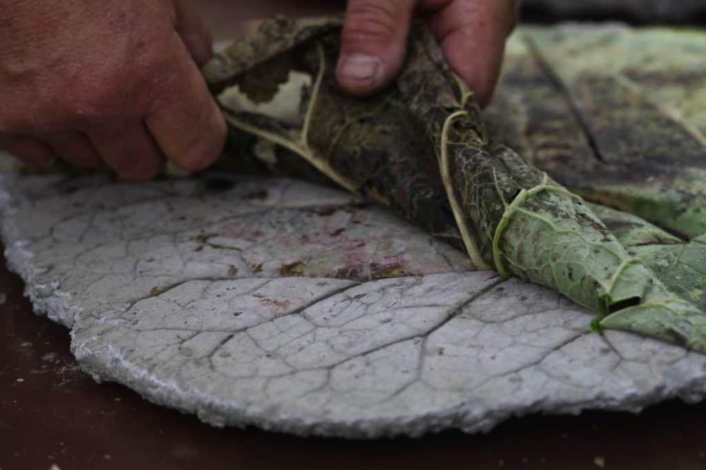 peeling a leaf from concrete