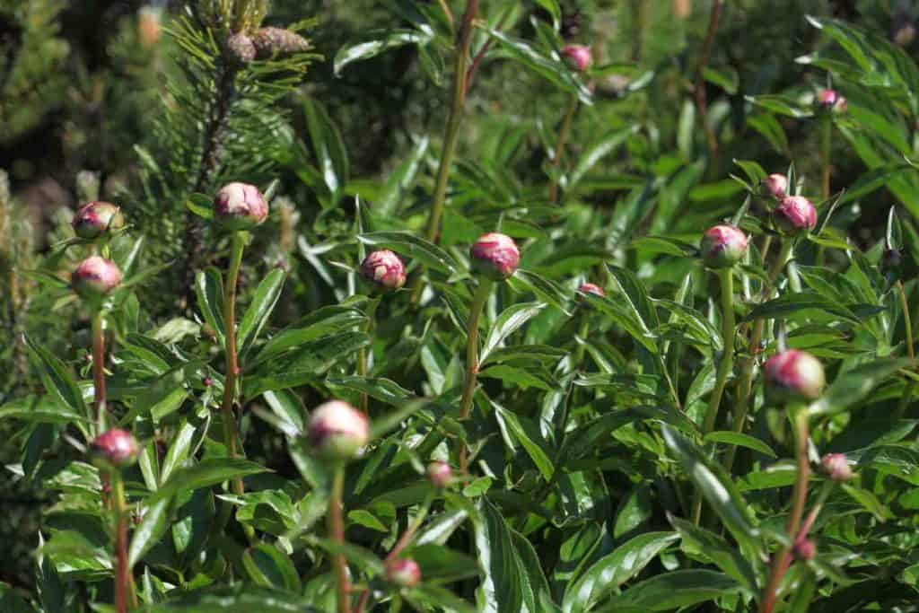 many peony buds on a peony plant covered with green leaves