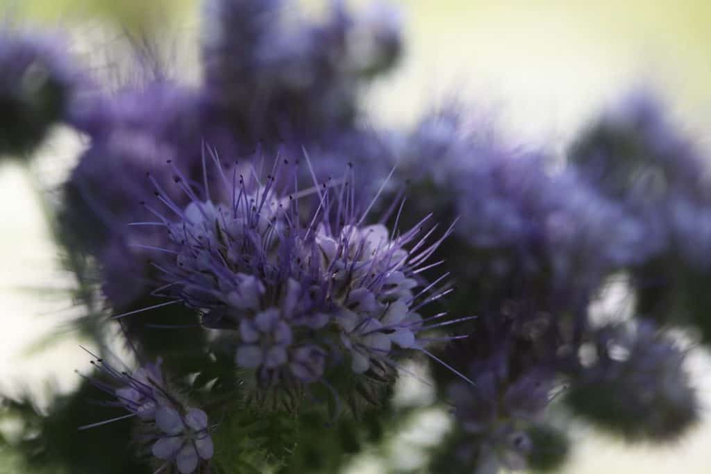 purple spiky blooms