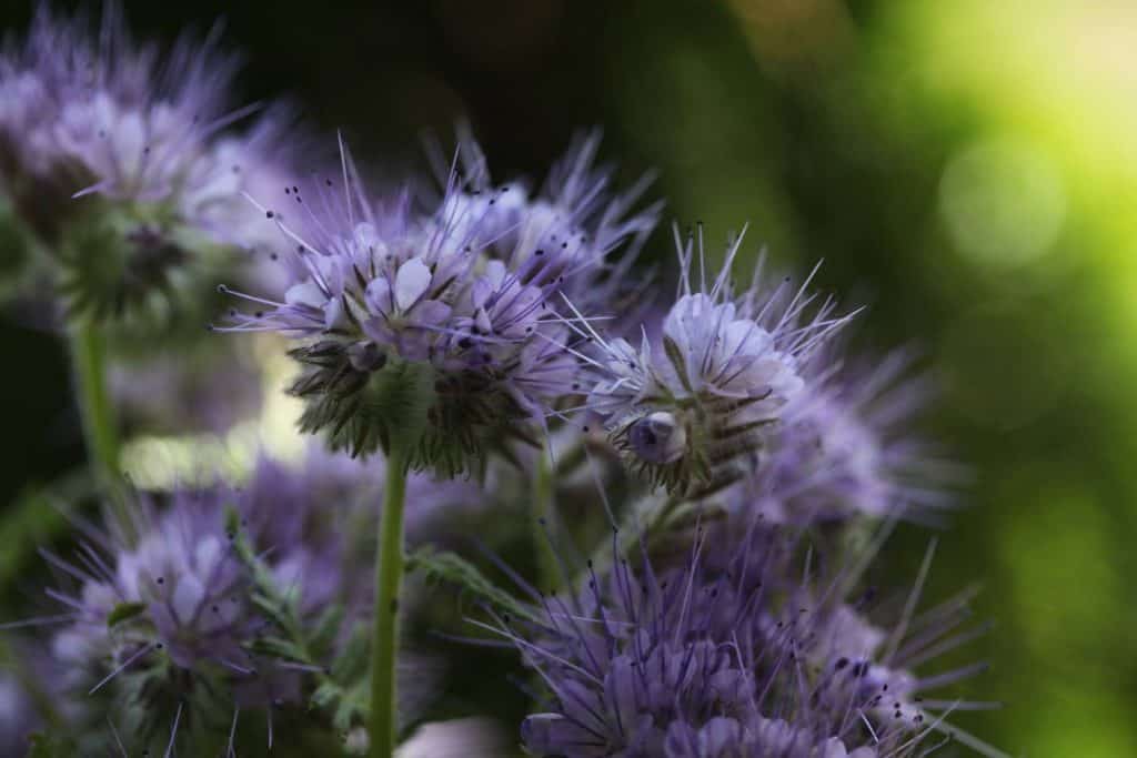 purple phacelia blooms against a green blurred background