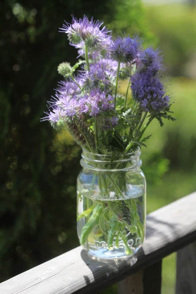 mason jar with phacelia flowers on a wooden railing outside, against a green blurred background