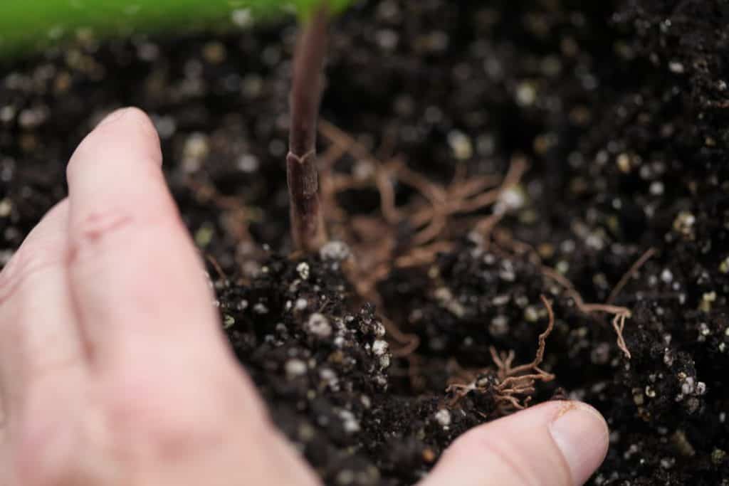 transplanting a plant into soil