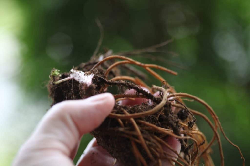 Queen of the prairie plant being held up by a hand prior to planting