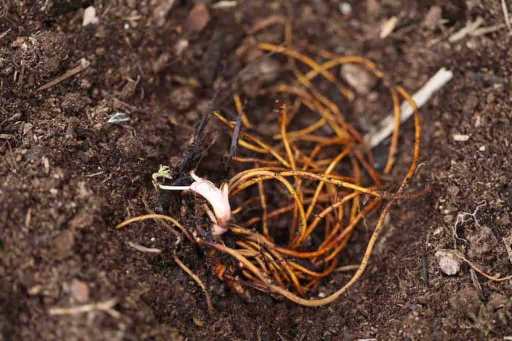 Queen of the Prairie being planted