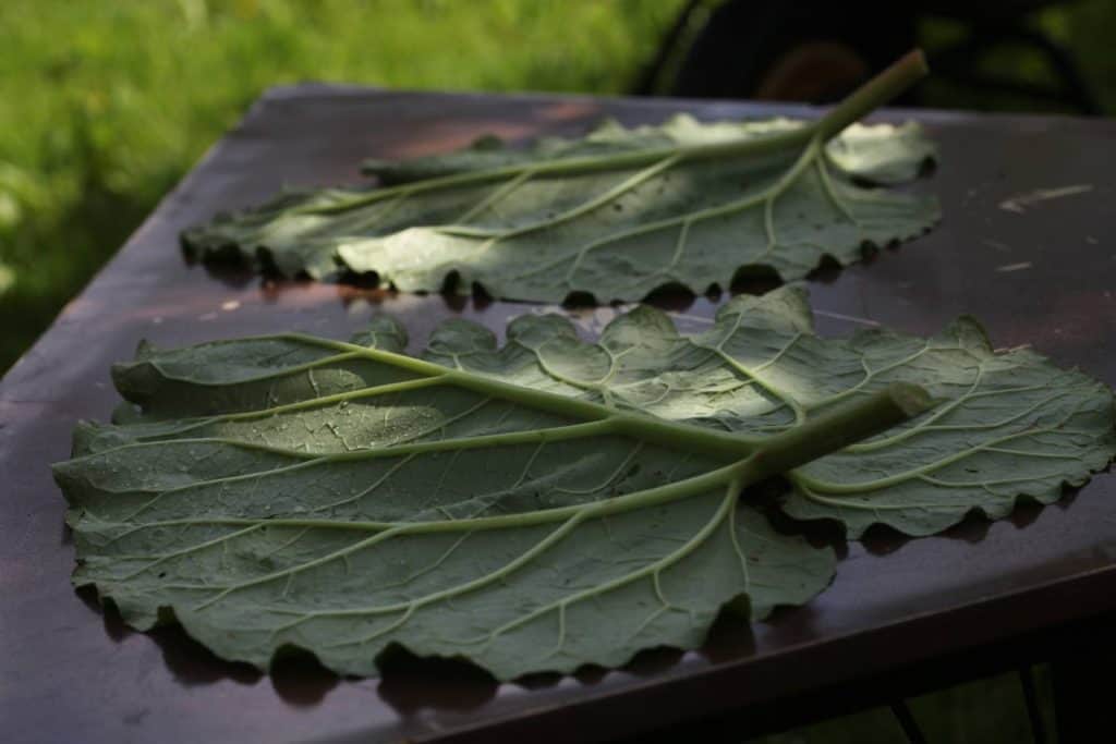 preparing rhubarb leaves for concrete stepping stones