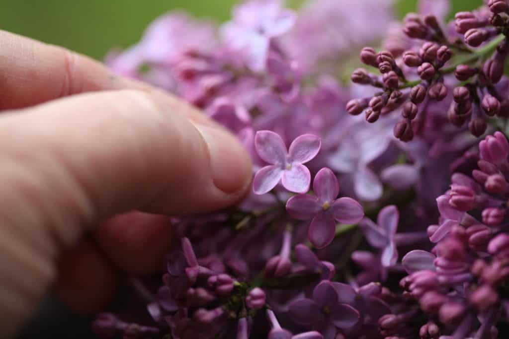 a hand pulling off blossoms 