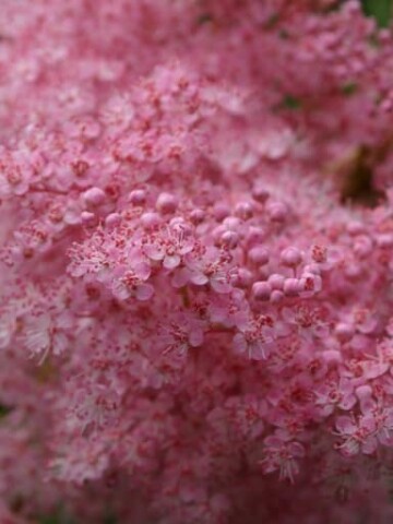 queen of the prairie blooms in the garden