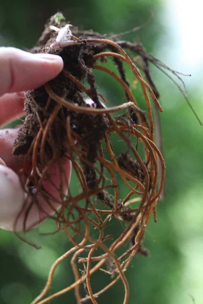 a hand holding up queen of the prairie roots, showing how to plant queen of the prairie