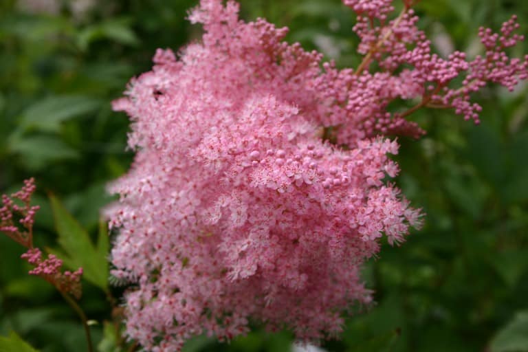 pink queen of the prairie blooms