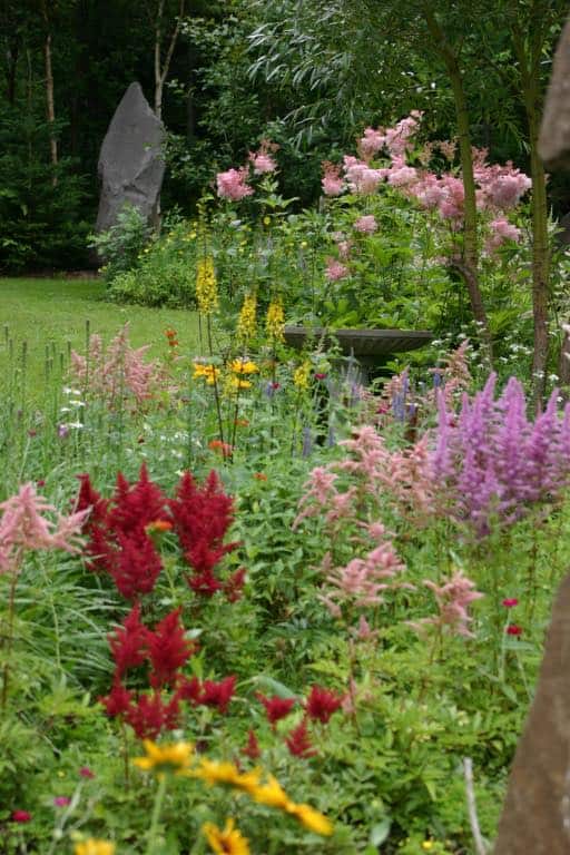 Queen of the prairie growing in the garden with companion plants