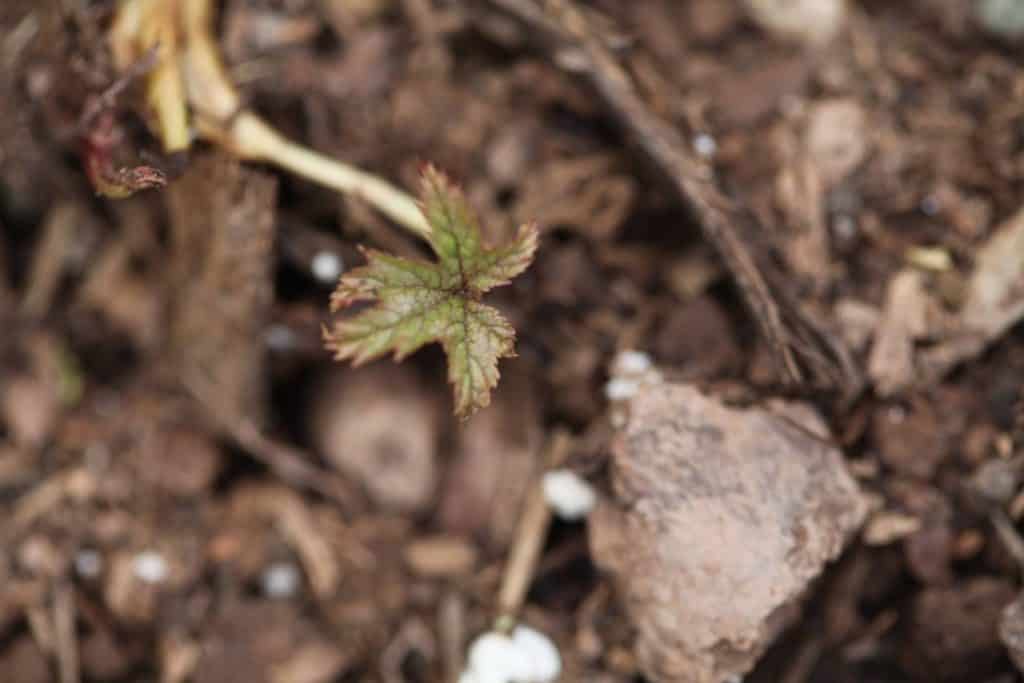 queen of the prairie leaf emerging from the soil, showing how to plant Queen of the Prairie