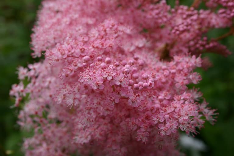 Image of Astilbe queen of the prairie companion plant