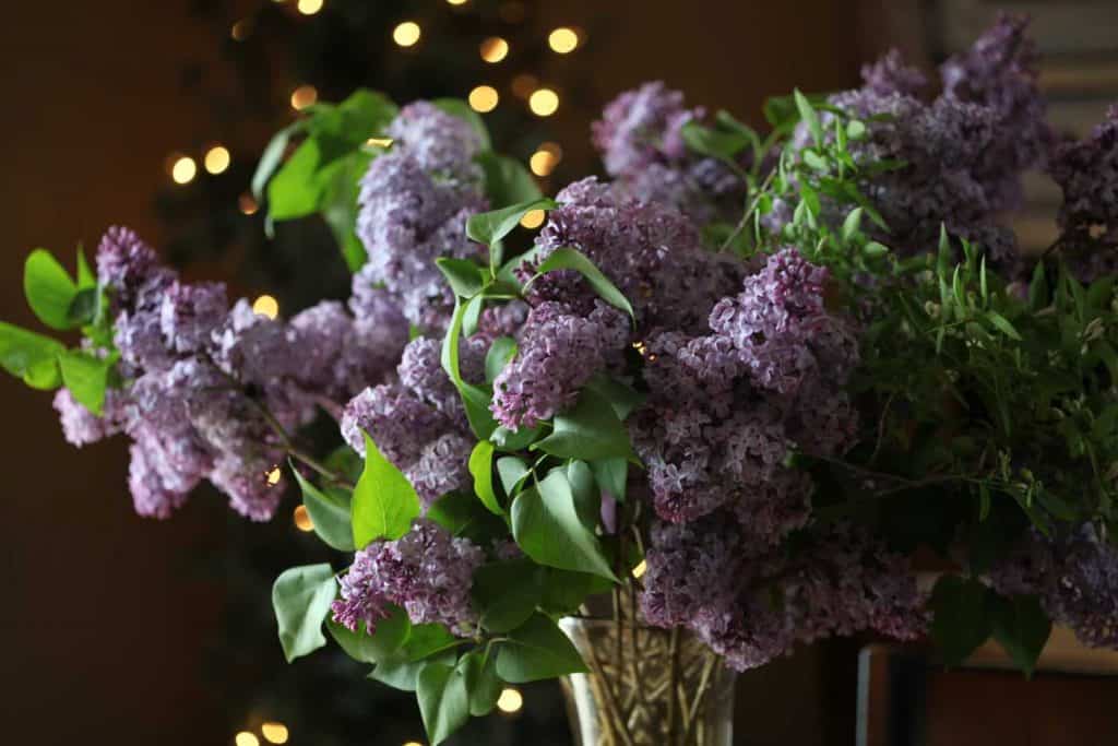 purple lilacs in a vase