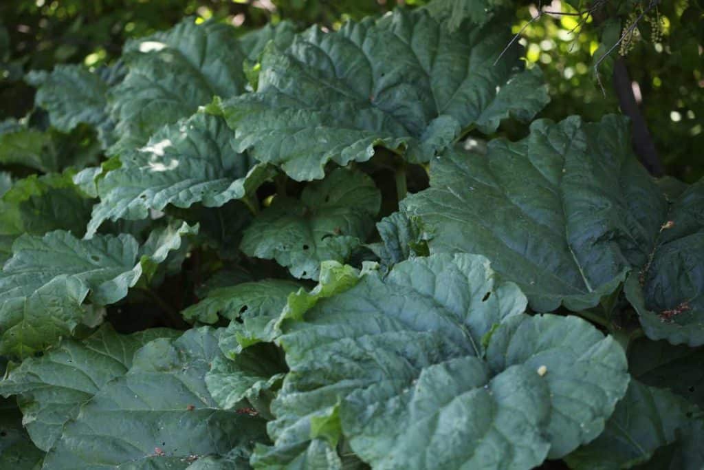 green rhubarb leaves growing in the shade