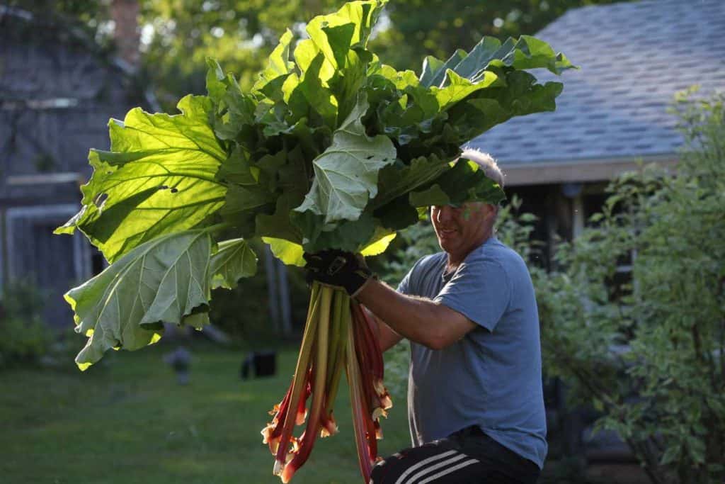 a man holding a large bunch of freshly harvested rhubarb