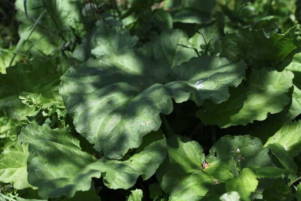 rhubarb patch growing in dappled shade