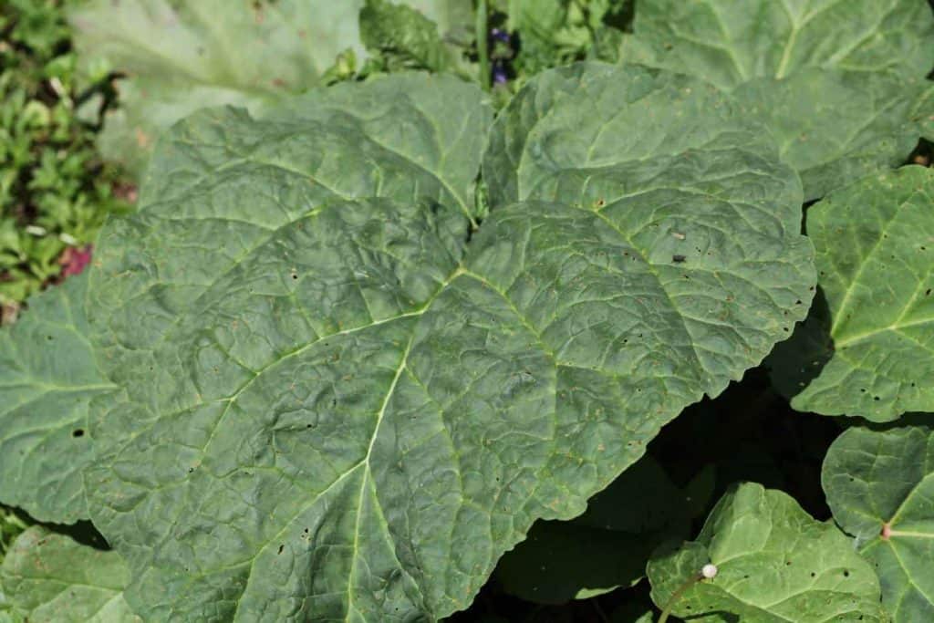 large green leaves growing in the sun