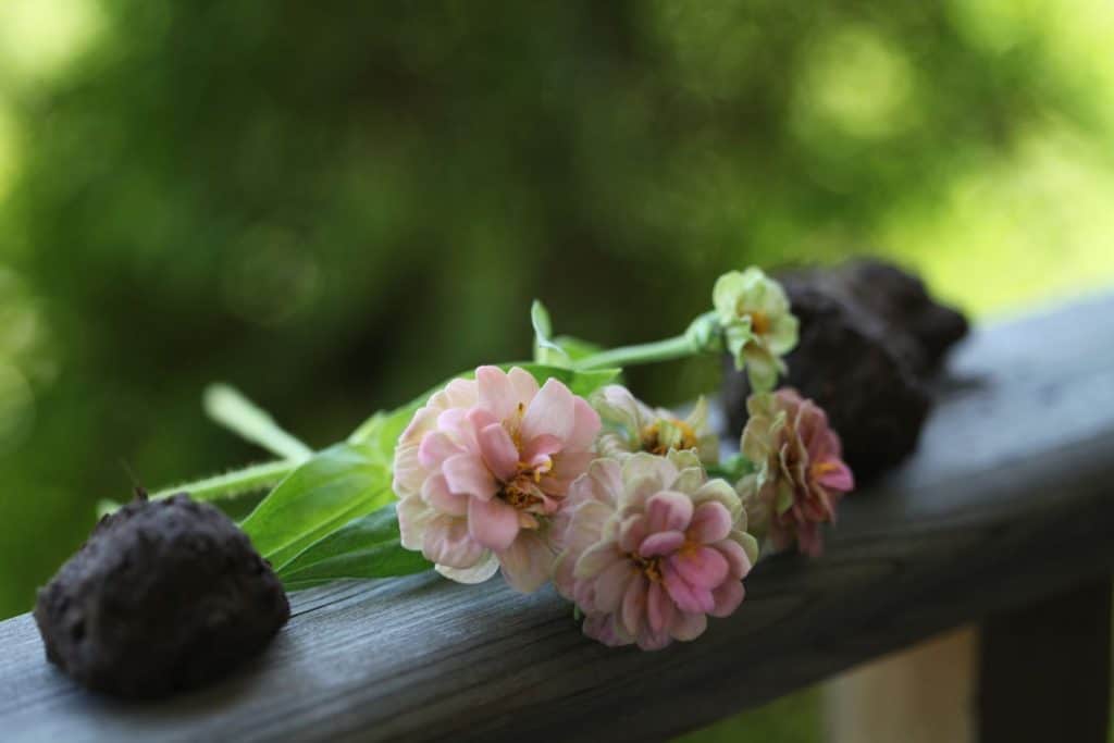 seed balls and zinnias on a railing with a green blurred background