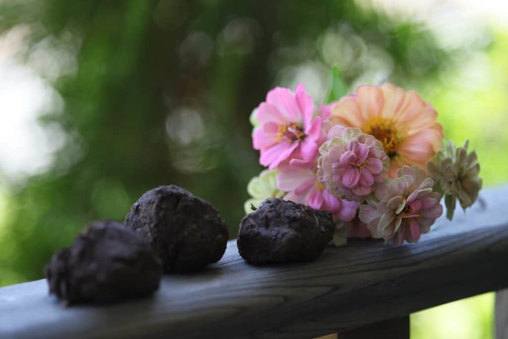 brown seed balls on a railing next to zinnia flowers, showing how to make seed balls