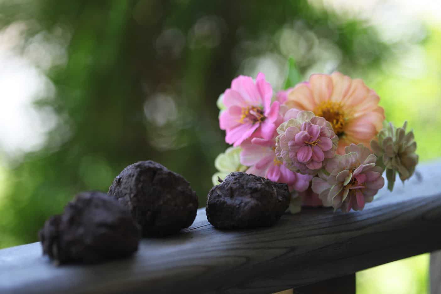 seed balls and zinnias on a wooden railing