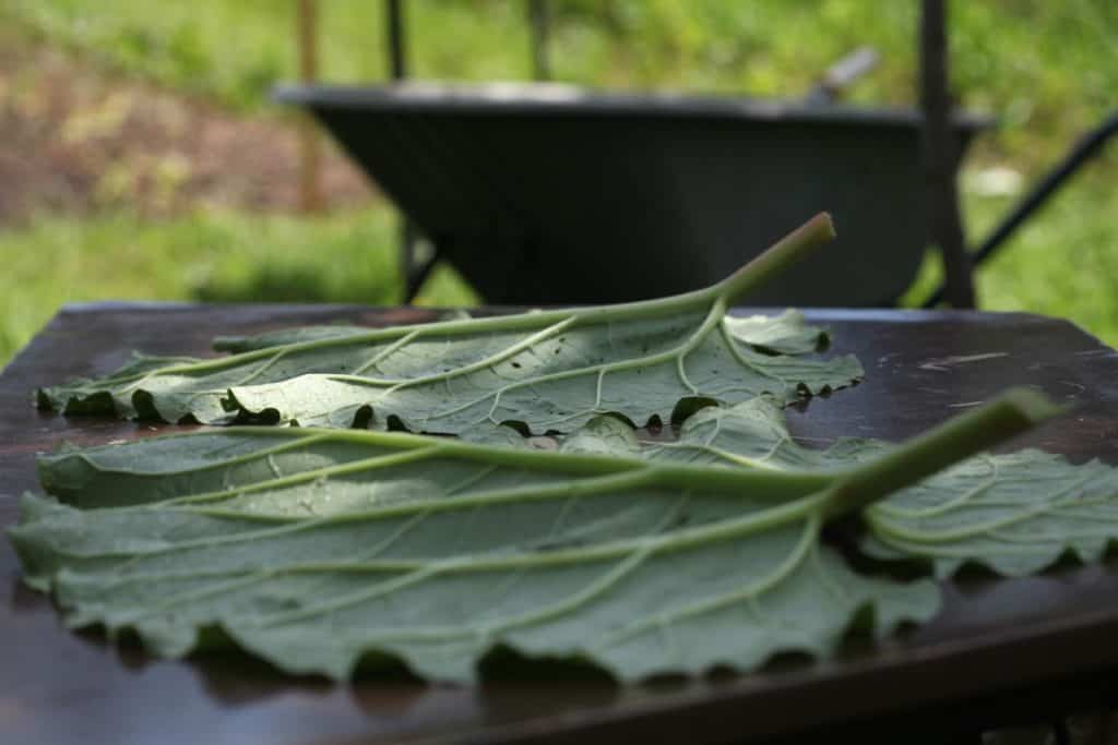 large green leaves on a table with a wheelbarrow in the background