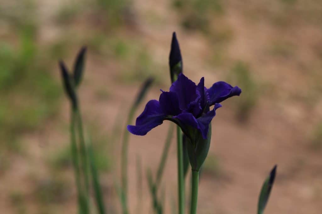 purple Siberian iris starting to bloom, some blooms opening and some still in bud stage