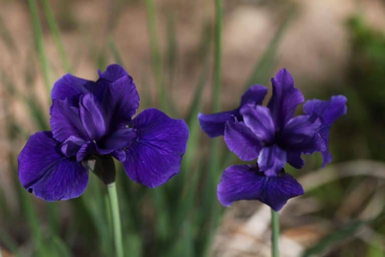 How To Transplant Siberian Iris In The Garden Farmhouse & Blooms