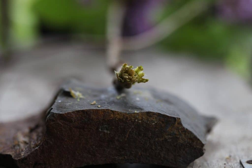 tip of a lilac stem smashed