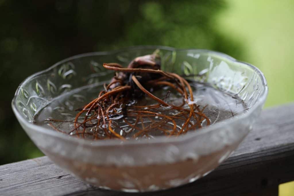 a glass bowl with water and Queen of the prairie roots, showing how to plant Queen of the prairie