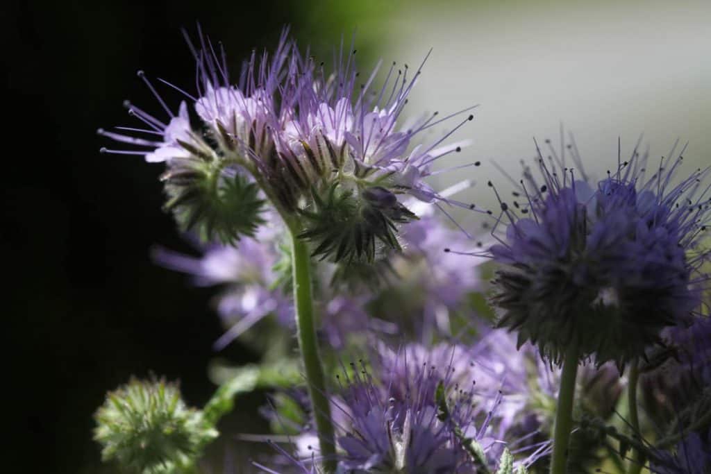 phacelia in the garden