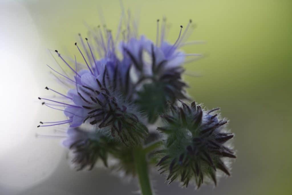 phacelia blooms against a green blurred background