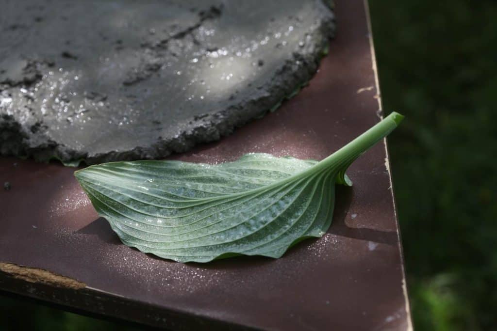 a hosta leaf on a table sprayed with cooking spray