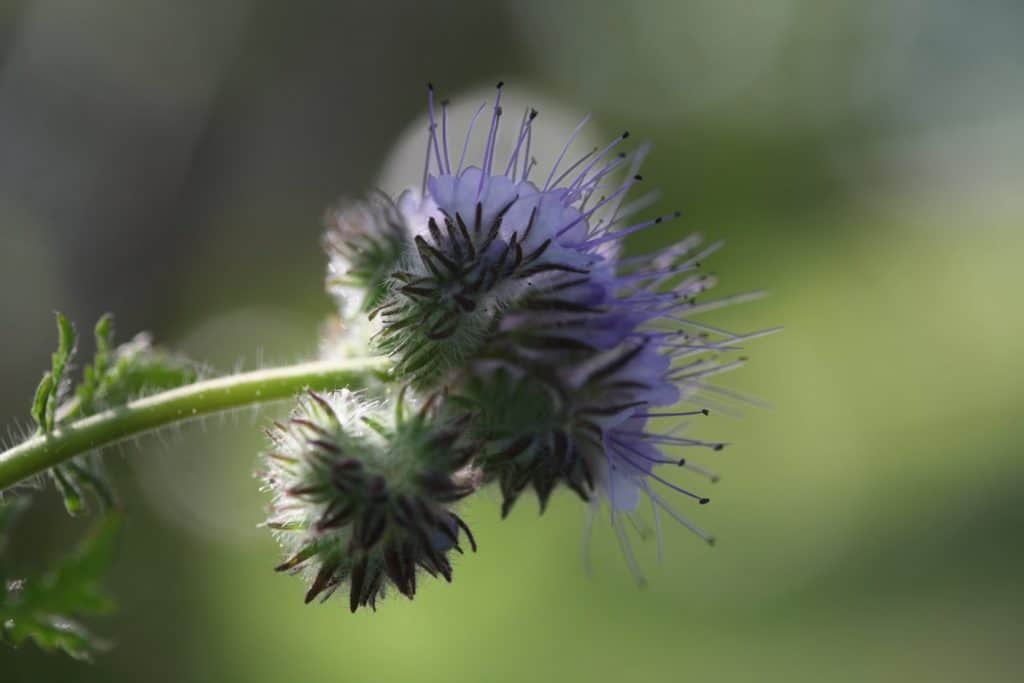 purple furling blooms against a green blurred background