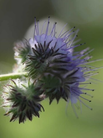 phacelia flowers in the garden