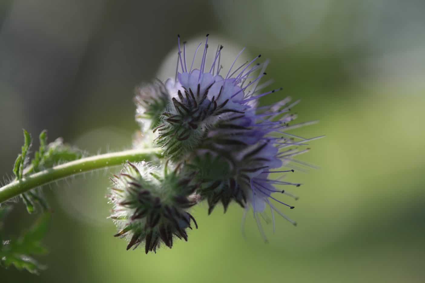 phacelia flowers in the garden