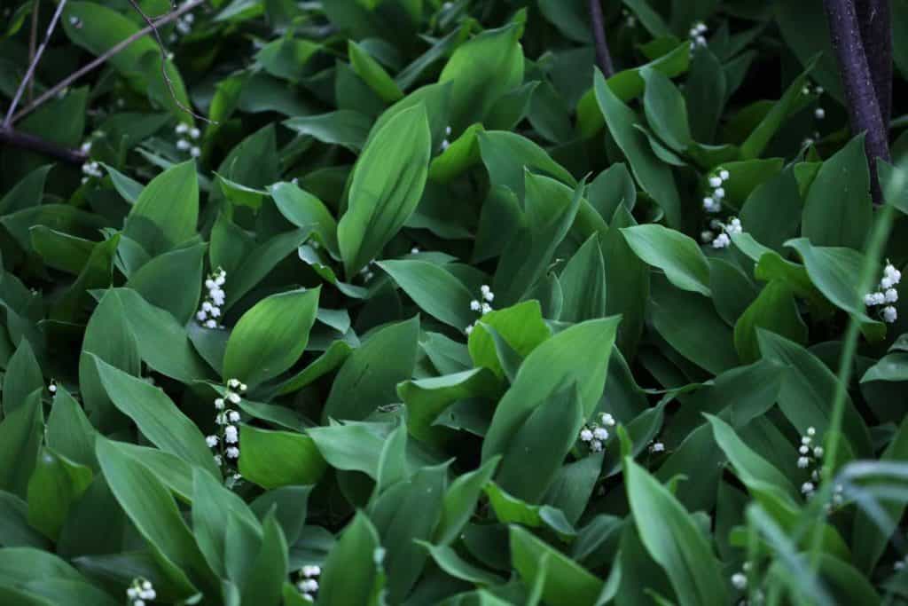 a large planting of lily of the valley