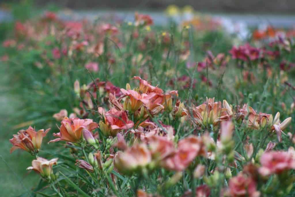 a field of colourful daylilies with a blurred background