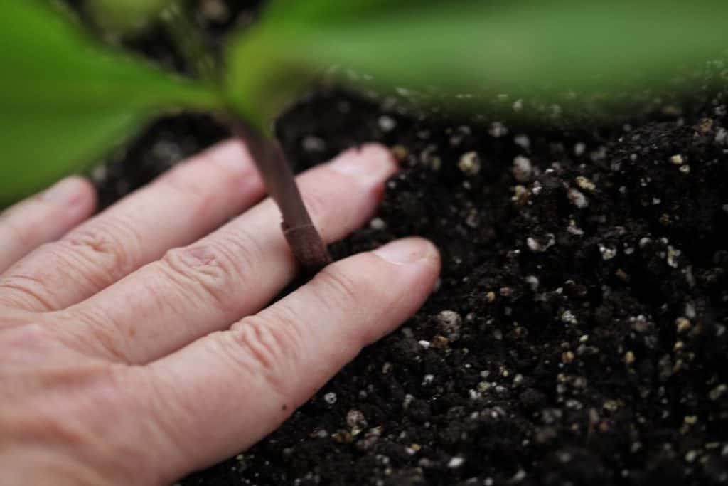 a hand planting a plant in brown soil