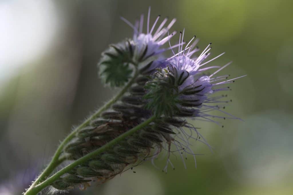 phacelia blooms unfurling against a green blurred background