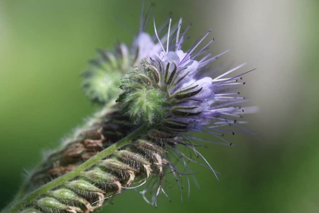 phacelia blooms against a green blurred background