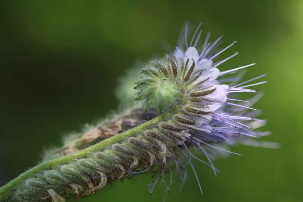 Lacy phacelia, discussing how to grow phacelia